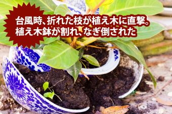 植木鉢が割れ、なぎ倒された