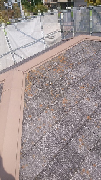 カラーベスト表面のコケ・汚れの確認