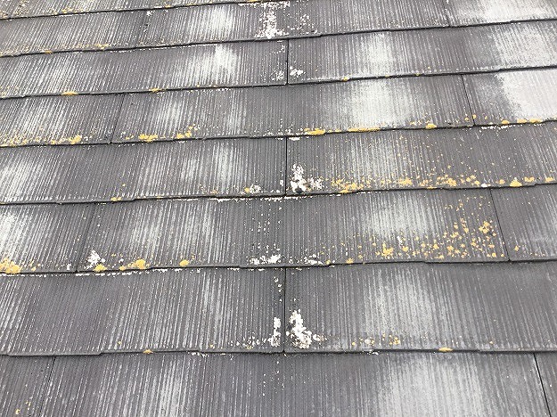 スレート表面の苔の付着