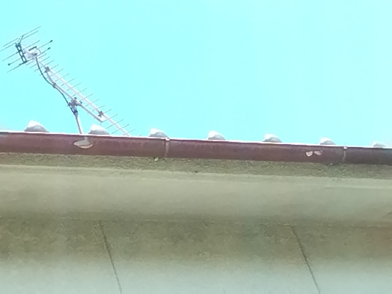 明石市　ひょうで軒樋(半丸)に穴開き