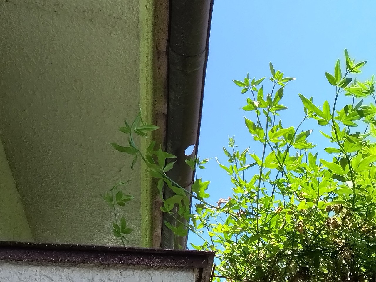 明石市　ひょう災害　雨樋の軒樋(半丸)貫通