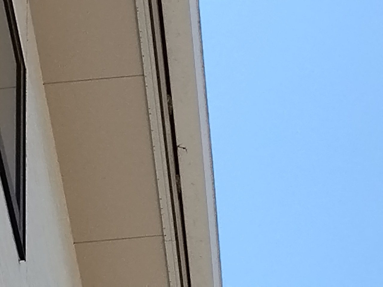 加古川市　ひょう災害　軒樋(角樋)亀裂