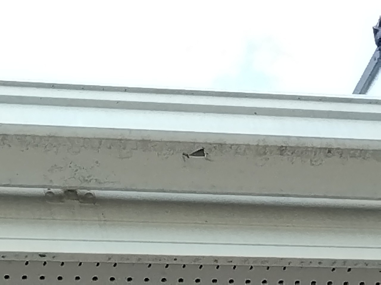 明石市　ひょう　軒樋(角樋)に穴開き